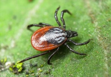 Профилактика клещевых инфекций   